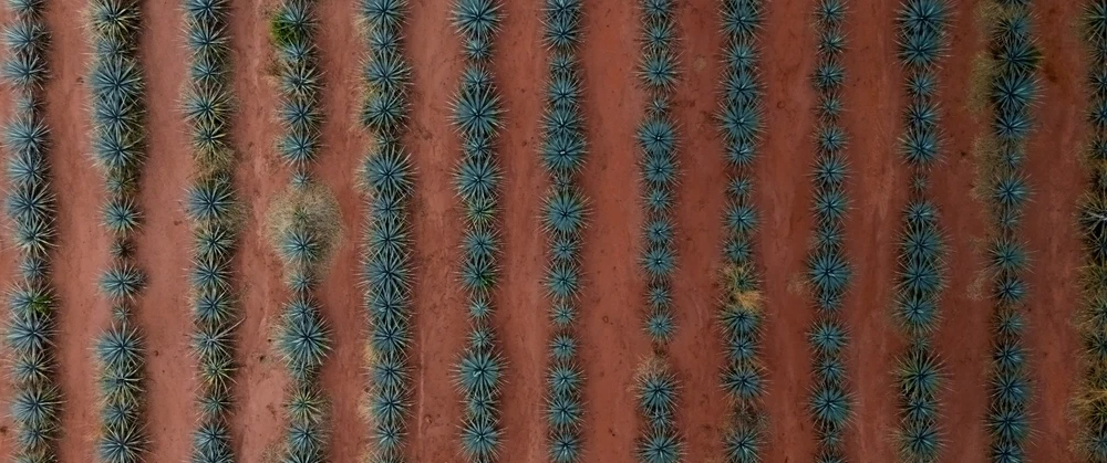 Tequila Day Tour from Guadalajara: Lowlands agave fields, artisanal distilleries, premium tastings.