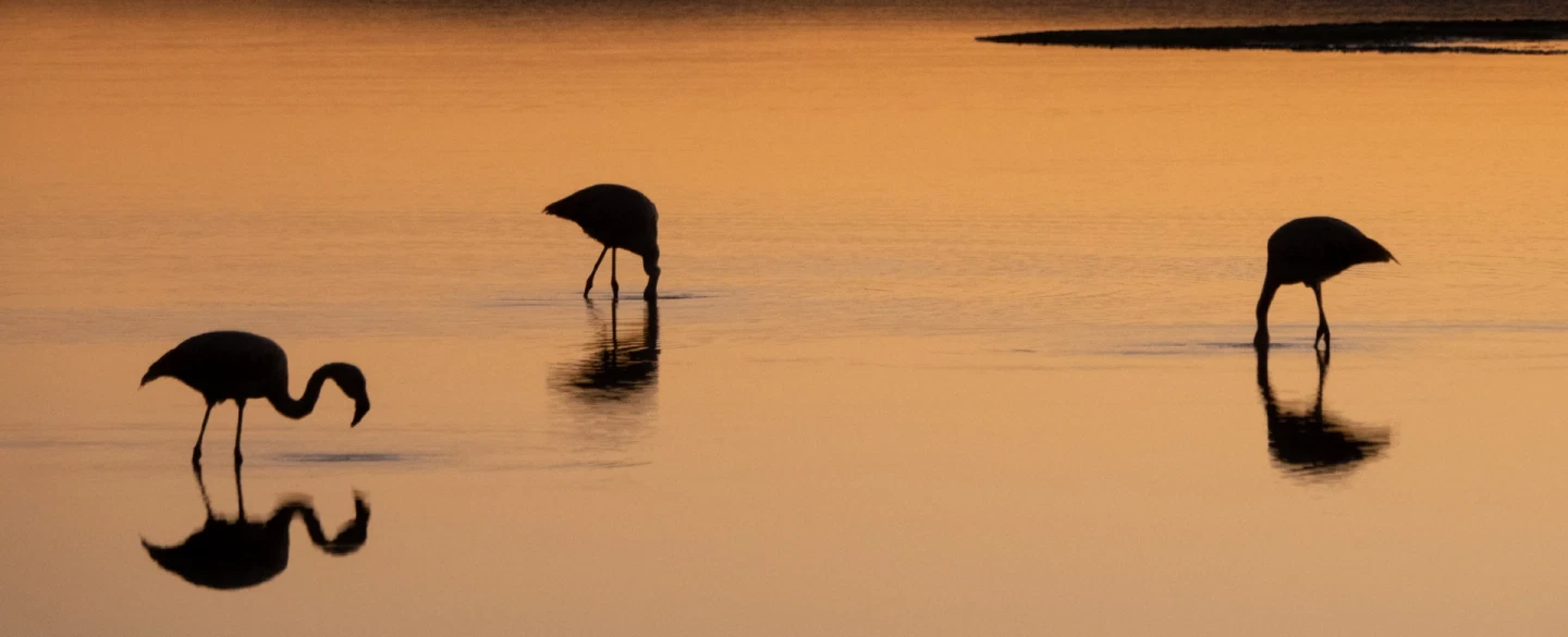 Bird Watching Tour from San Pedro: flamingos in Atacama Salt Flat and oasis birds in Jere Canyon.