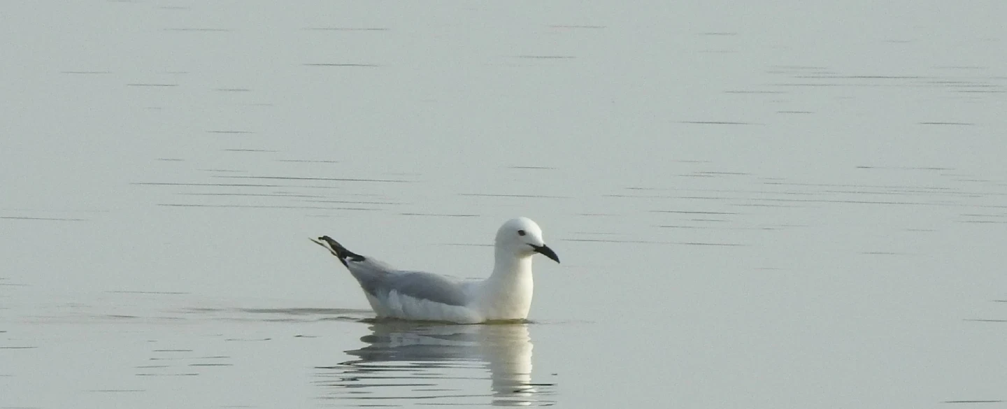 Birdwatching Tour in Ria Formosa and Castro Marim, wetlands of Eastern Algarve, with a naturalist. 