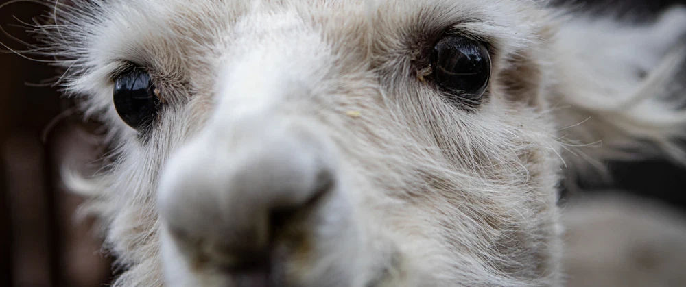 Salar de Atacama & Toconao Tour from San Pedro: Chaxa flamingos, high-altitude wine and llama walk.