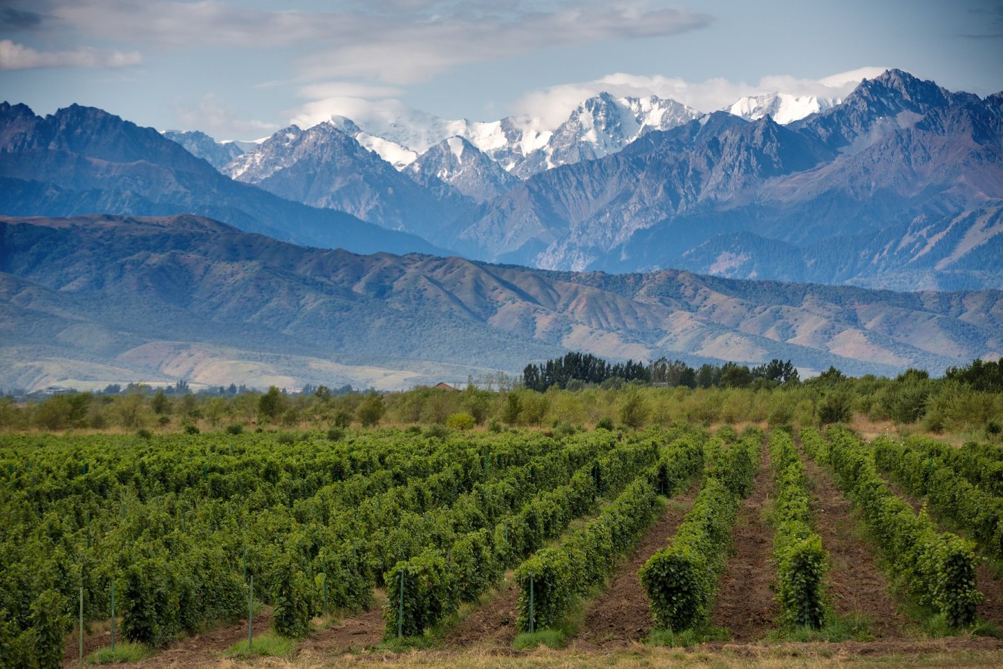 7 days in Argentina: Buenos Aires to Mendoza with tango nights, wine, mate and asado in the Andes.