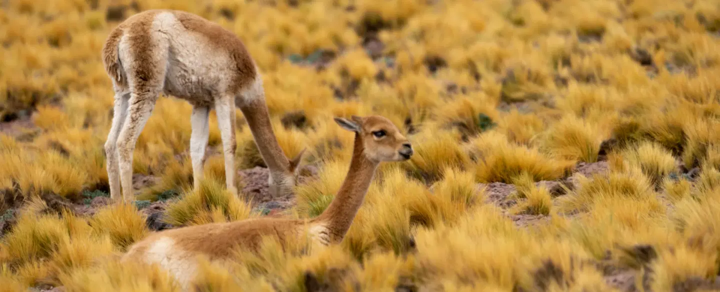 Photography Tour of the Chilean Altiplano, Atacama Desert: flamingos, salt flats, and volcanoes.