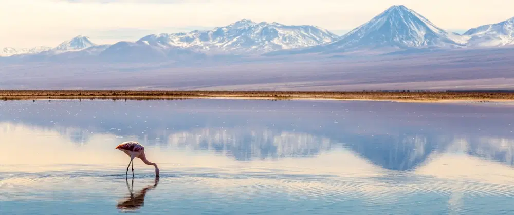Photography Tour of the Chilean Altiplano, Atacama Desert: flamingos, salt flats, and volcanoes.