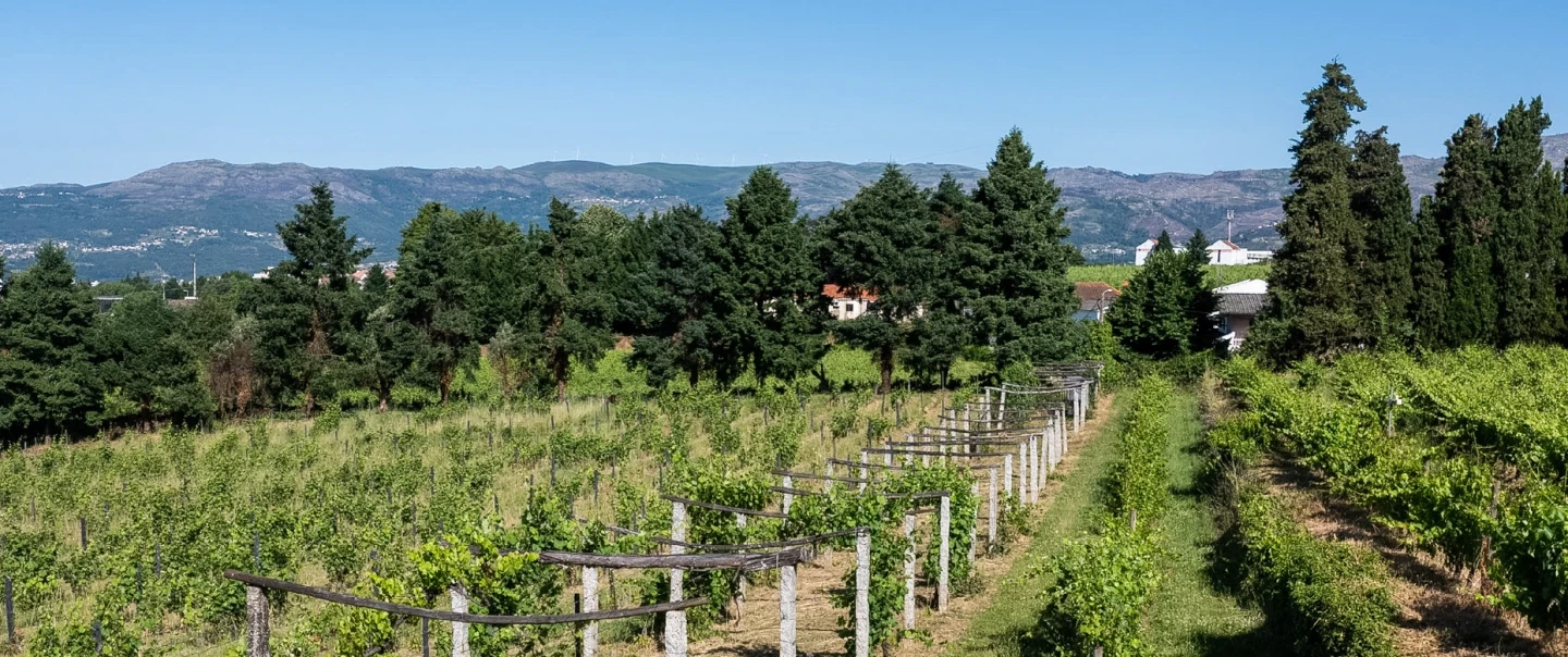 Douro Valley Tour with a beekeeper including honey tasting, vineyard lunch, viewpoint and boat ride.