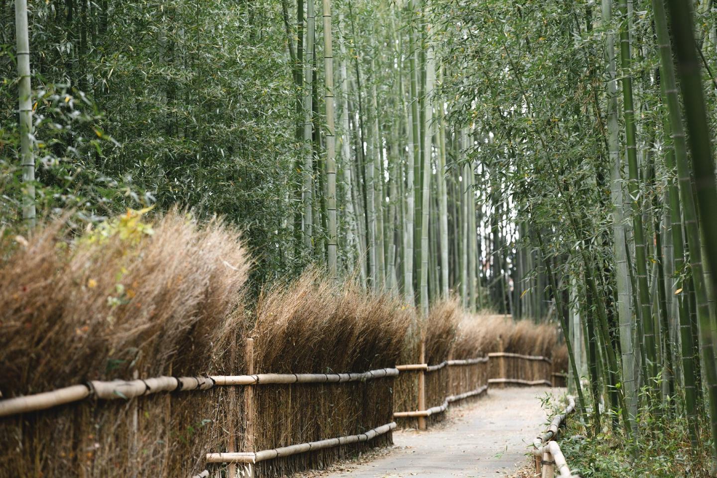 3 days in Kyoto exploring crafts, rituals, and cuisine rooted in centuries of flavor and tradition.