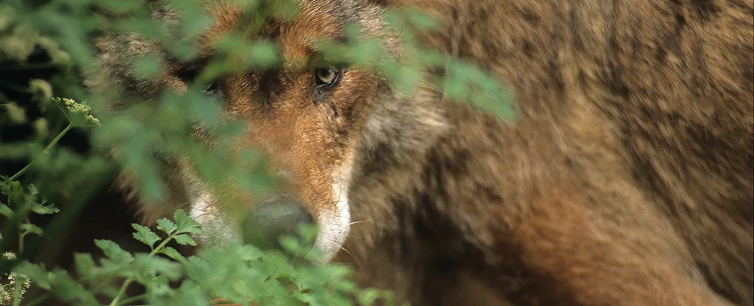 Wildlife Tracking Tour in the Iberian wolf region of Montesinho, near Bragança, 2 hours from Porto.