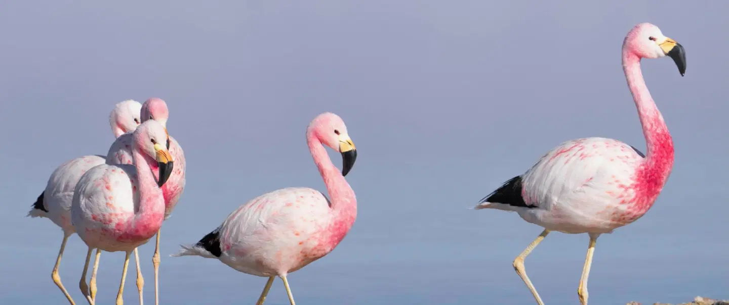 Photo Tour of saline lagoons, salt flats and flamingos in Atacama Desert from San Pedro de Atacama.