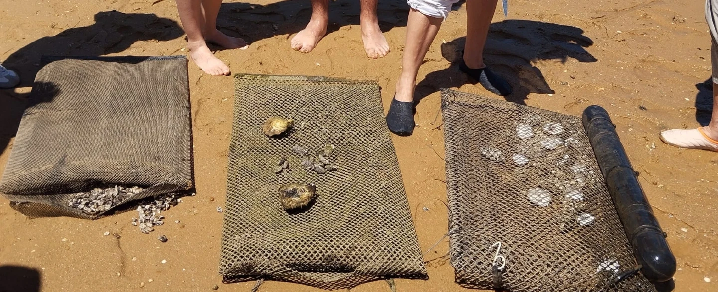 Algarve Oyster Farm Tour in Ria Formosa, near Faro, with oyster tasting and lunch on Culatra Island.