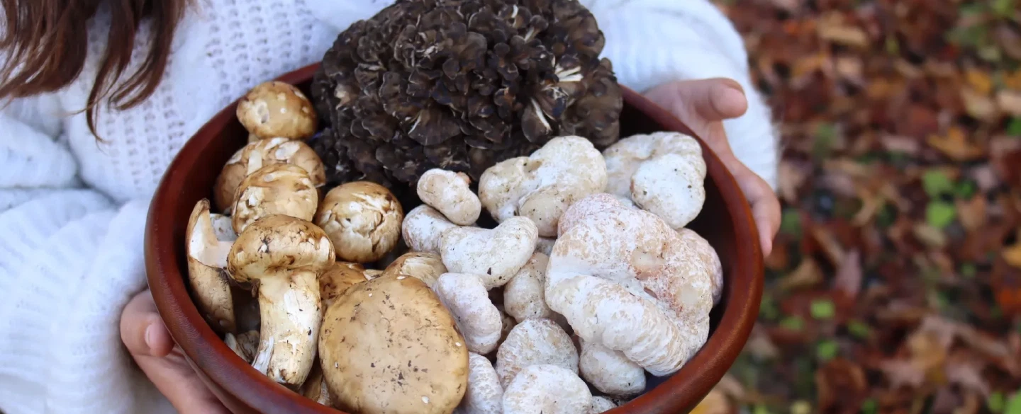 Day Trip from Athens to Evia Island for truffle hunting, followed by lunch and wine tasting.