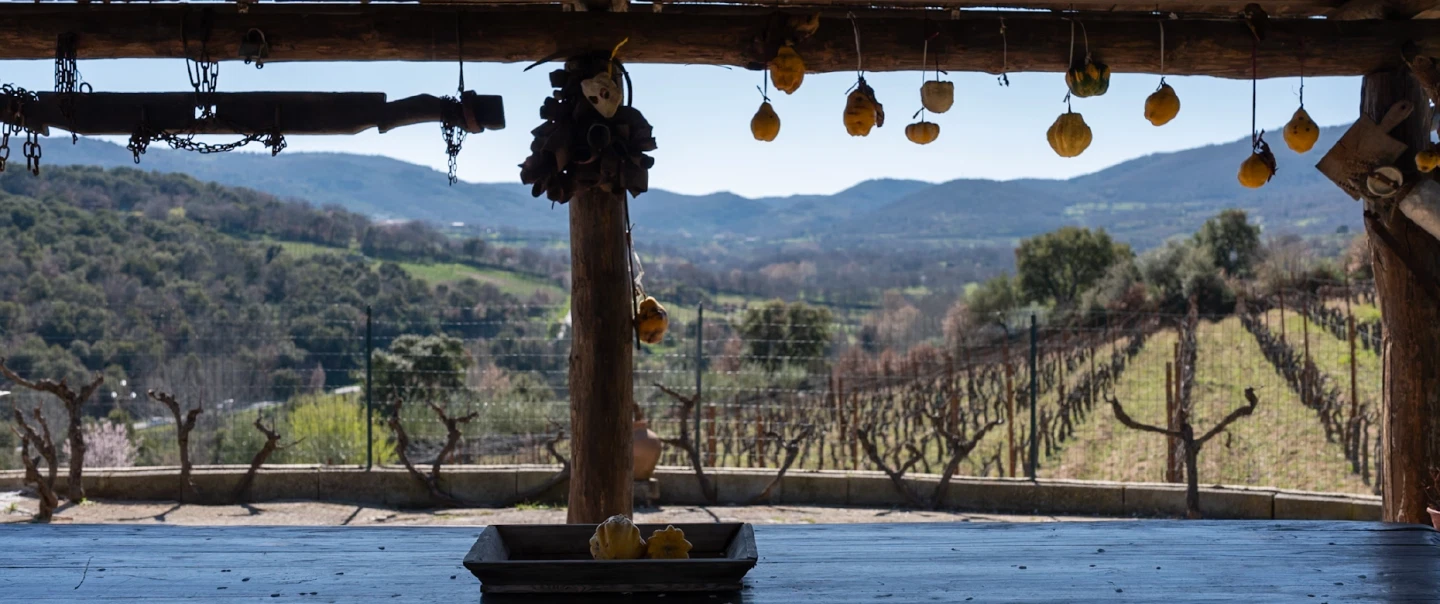 Wine Tasting in Sardinia from Olbia or Alghero: vineyard walk in Mamoiada and Sardinian lunch.
