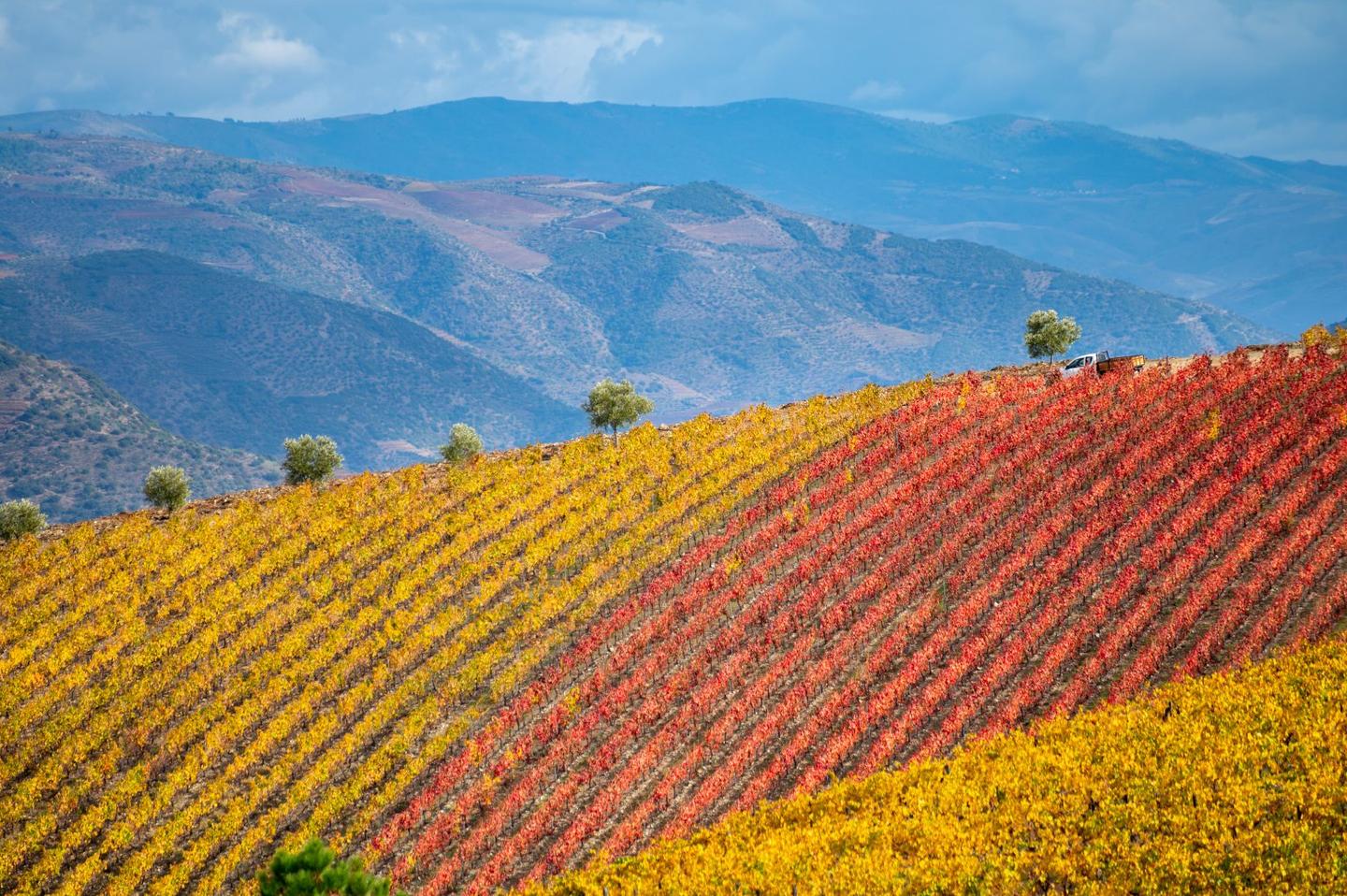 3 days in Douro Valley exploring pottery, vineyards, and the wild landscapes of the Northeast.