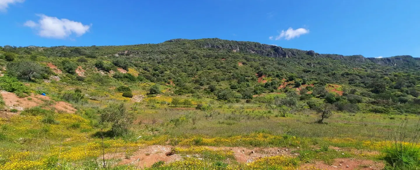Walking Tour in the Algarve through Rocha da Pena, following the bees' path on a local honey farm.
