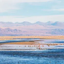 Oasis in the Salt