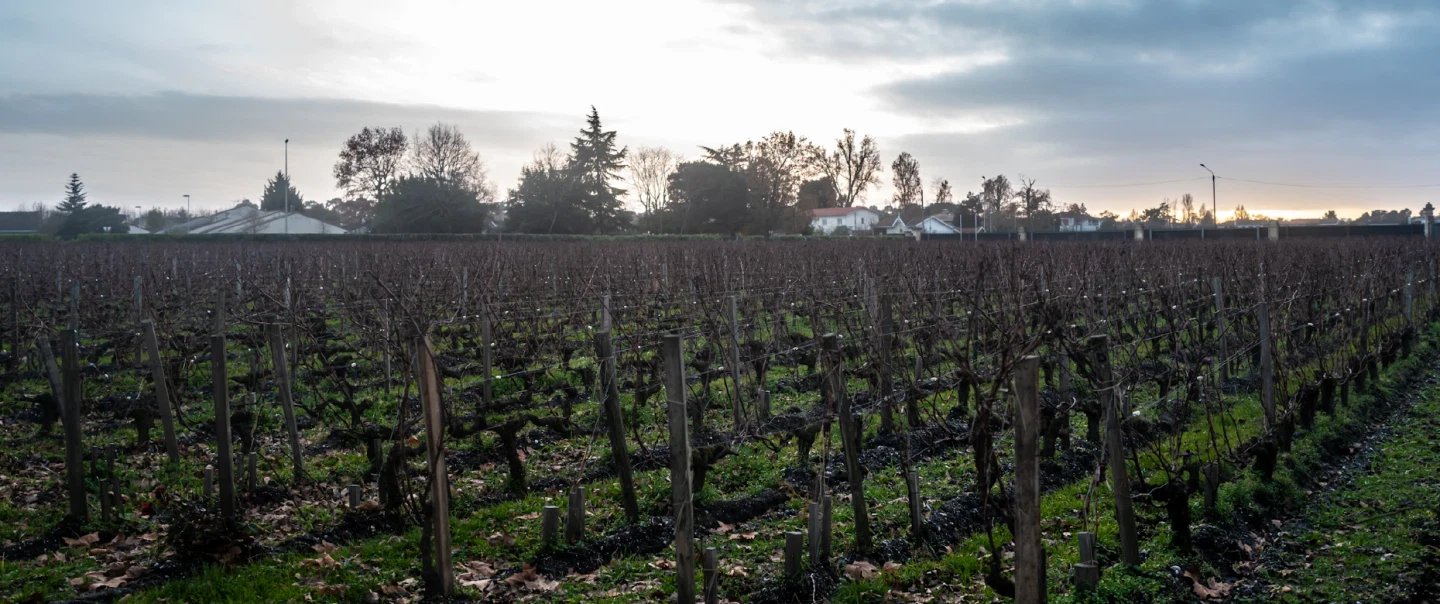 Graves Grand Cru Wine Tour near Bordeaux: private château visit, tasting, wine heritage insights.