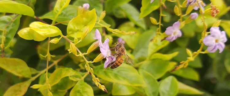 Douro Valley Tour with beekeeper featuring honey tasting, vineyard lunch, viewpoint and solar boat.