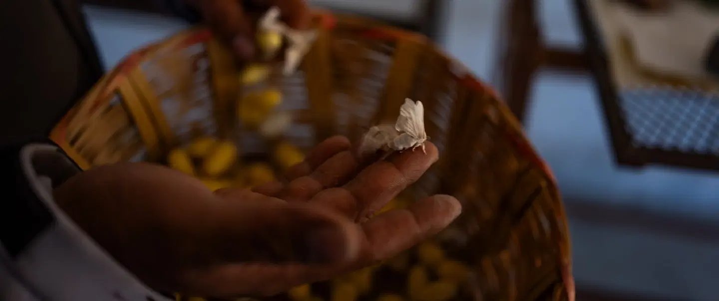 Cultural Tour from Oaxaca with exclusive access to silk weavers & traditional textile craftsmanship.