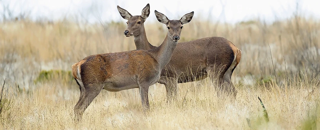 Wildlife Tracking Tour in the Iberian wolf region of Montesinho, near Bragança, 2 hours from Porto.