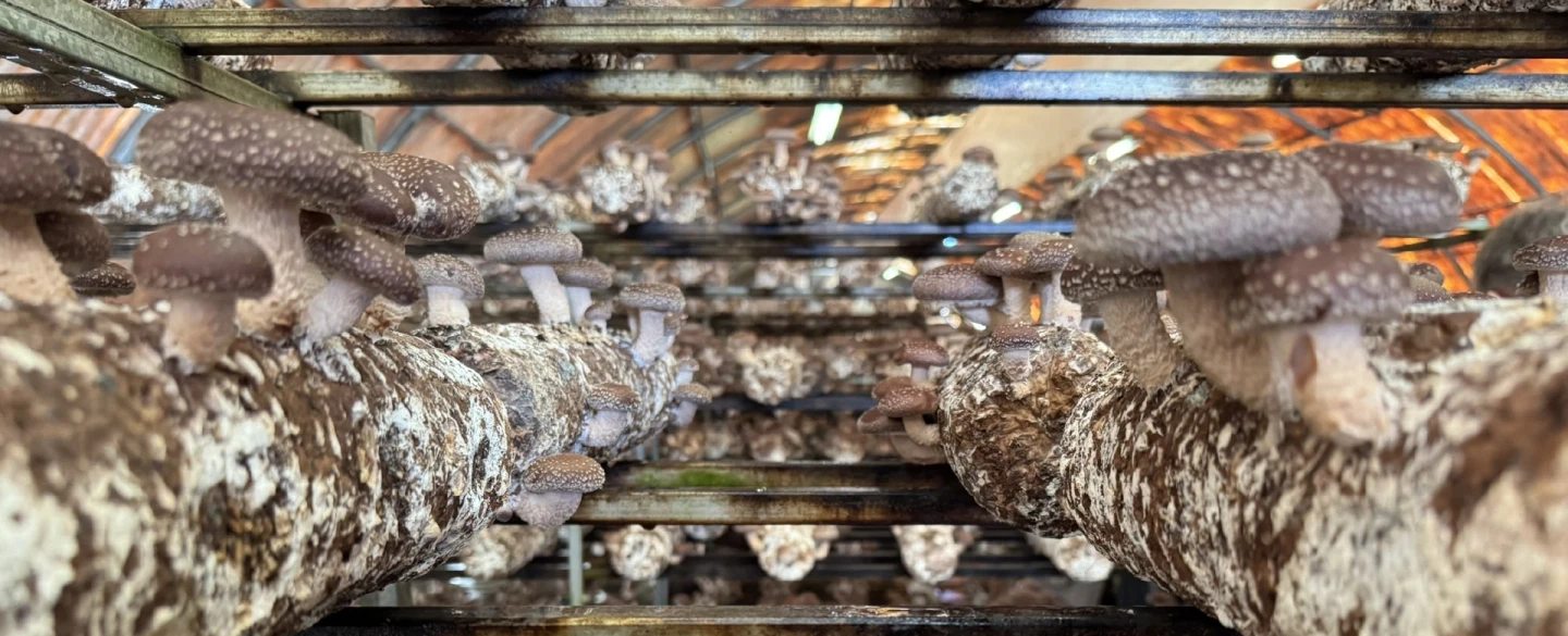 Day Trip from Athens to Evia Island for truffle hunting, followed by lunch and wine tasting.