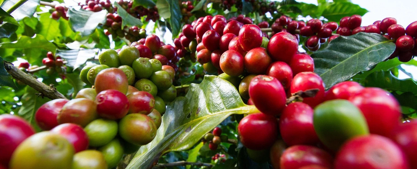 Day Tour from Guadalajara to Jalisco’s Sierra: coffee farm, Pueblo Mágico, artisans, Enigma Valleys.