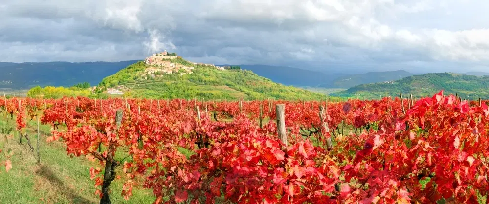 Day Trip in Istria exploring Motovun, Malvazija, Teran, winery visits, olive oil, and truffle lunch.