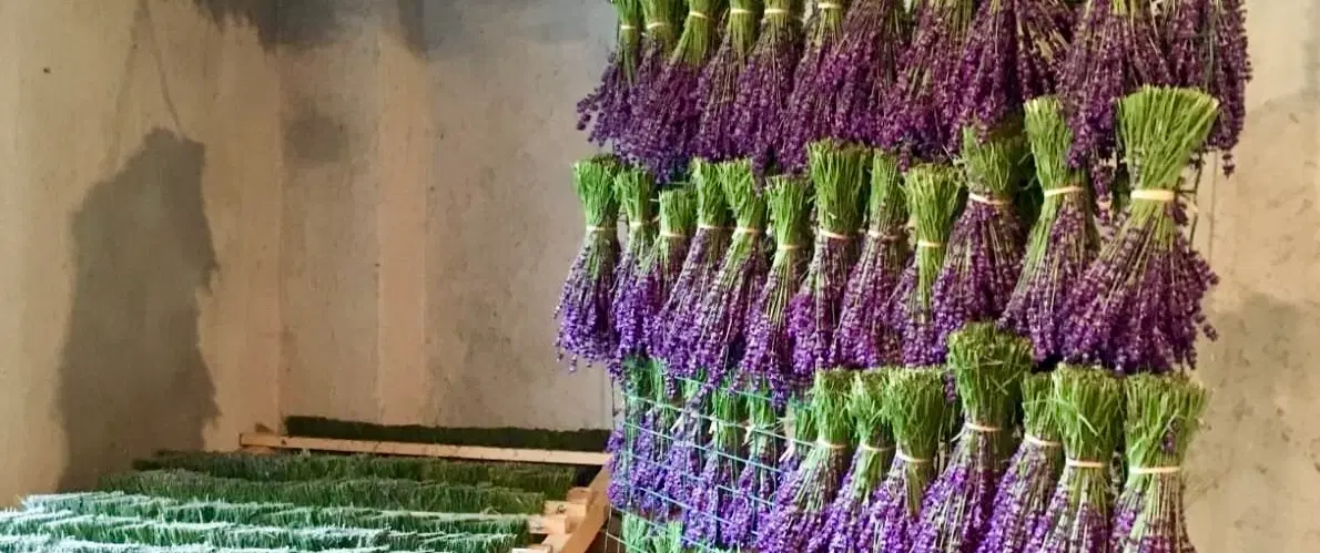 Day Trip to Trieste’s Karst region: taste local wines/cheeses and visit a lavender farm in Slovenia.