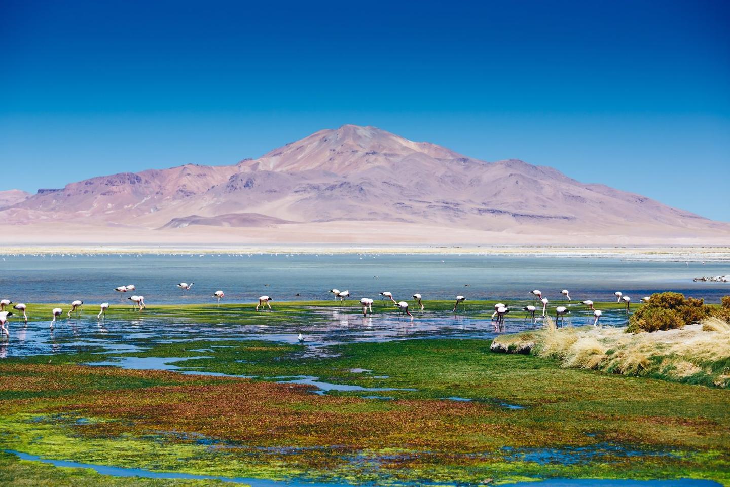3 days in the Atacama Desert exploring clay, salt flats, flamingos, stars, geysers, and springs.