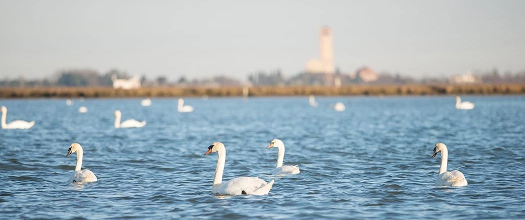 Boat Tour from Burano near Venice: Explore the lagoon with a fisherman and visit a vineyard island.