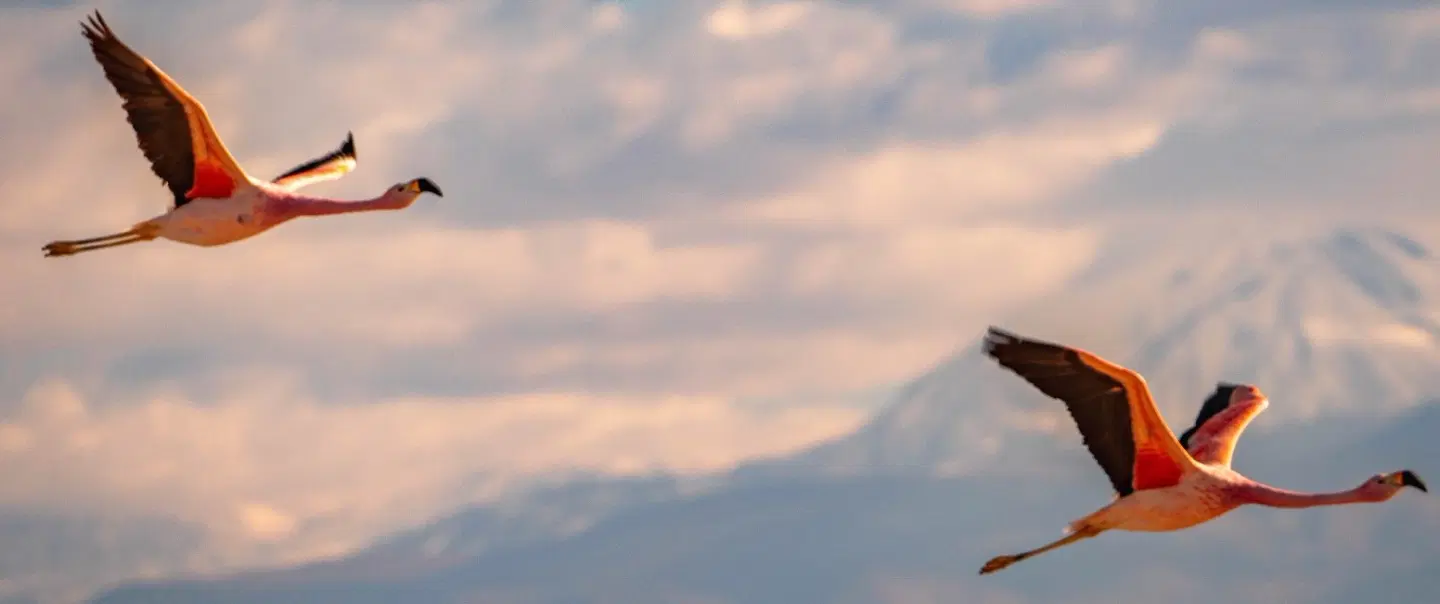 Photo Tour of saline lagoons, salt flats and flamingos in Atacama Desert from San Pedro de Atacama.