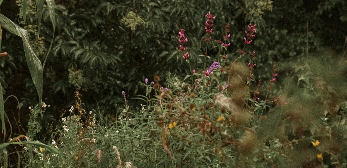 Urban Garden Workshop in Mexico City: native plants, ancestral flora, rewilding, botanical printing.