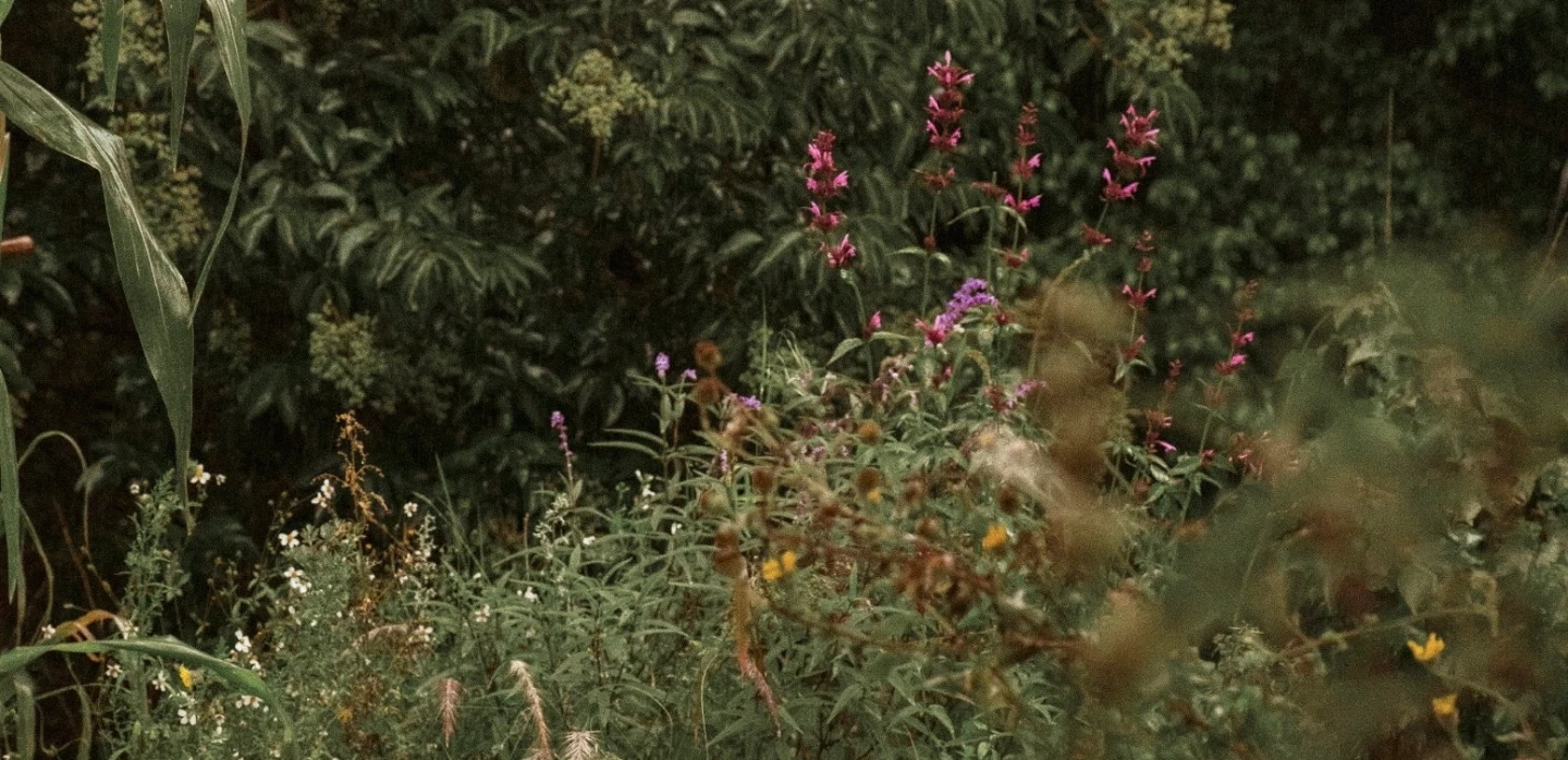Urban Garden Workshop in Mexico City: native plants, ancestral flora, rewilding, botanical printing.