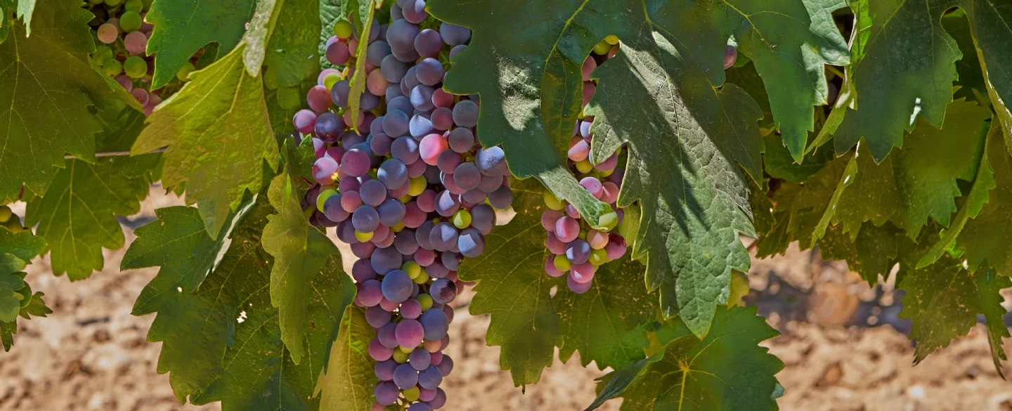 Wine Tour from Madrid to Rueda in Valladolid with vineyard walk, winemaker insights, and lamb lunch.