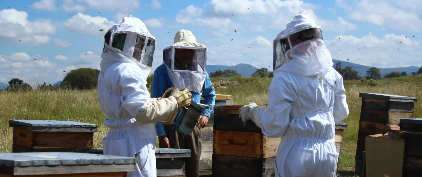 Day Trip from Mexico City to working apiary, Rivera's Chapingo murals, and baths of Nezahualcóyotl.