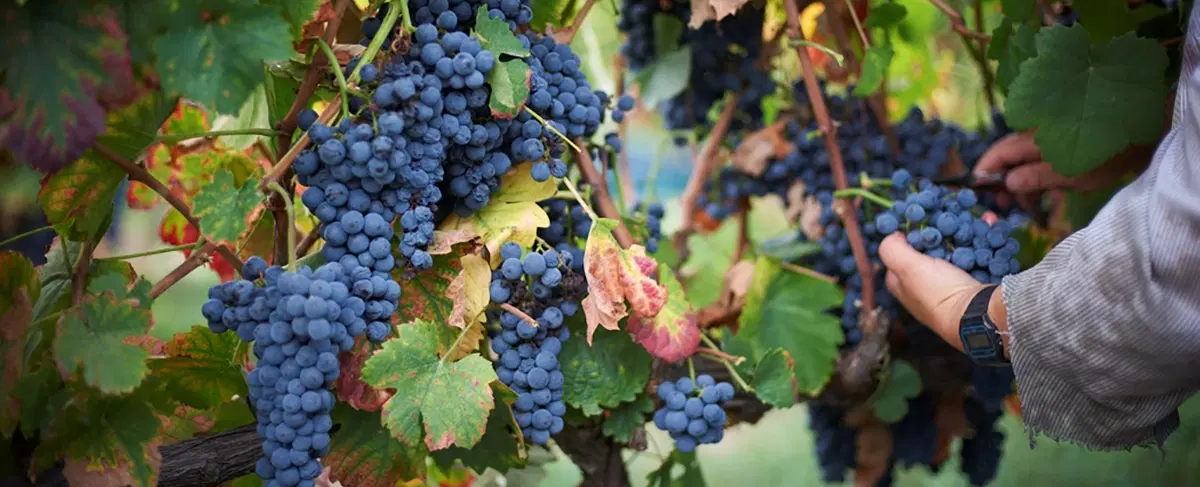 Wine Harvest Tour in Douro Valley: Pick grapes, stomp barefoot in stone lagar, lunch & river cruise.