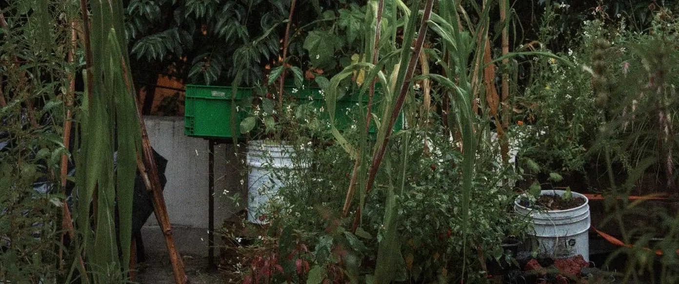 Urban Garden Workshop in Mexico City: native plants, ancestral flora, rewilding, botanical printing.