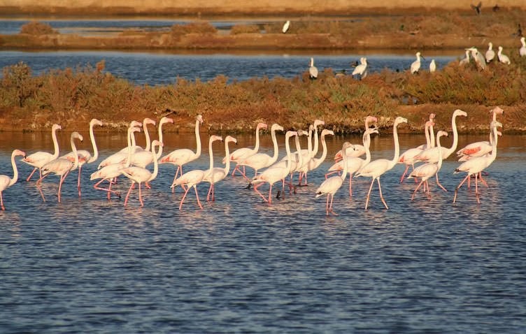 Ria Formosa Natural Park in Faro | Portugal - Travel Story