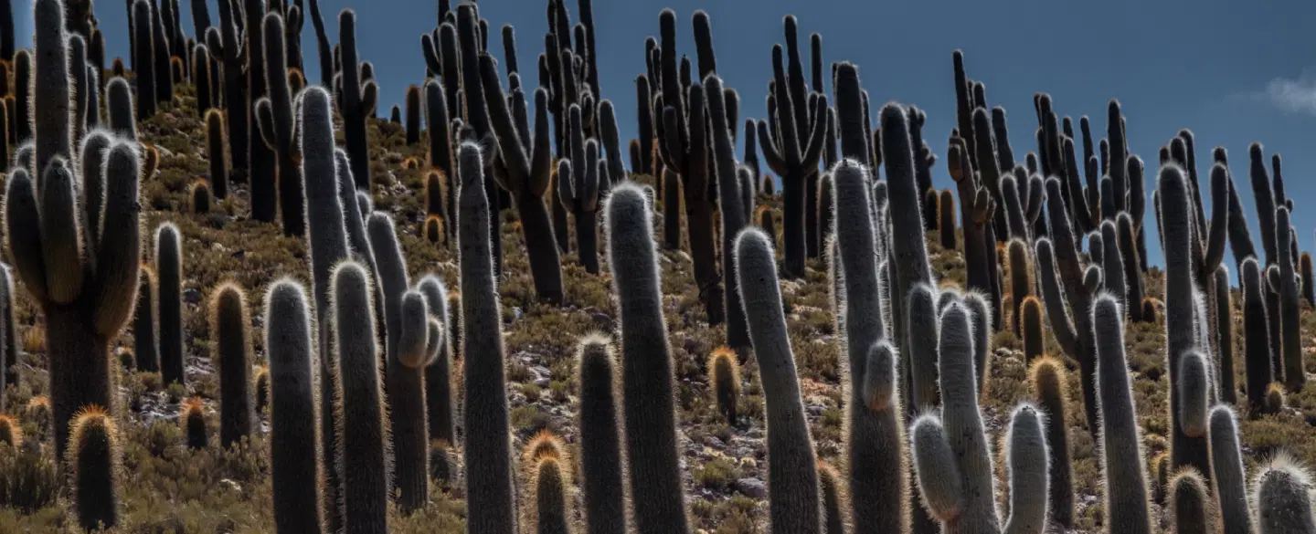 Cactus Canyon Hike near San Pedro de Atacama: volcanic terrain, river crossings, and expert guide.