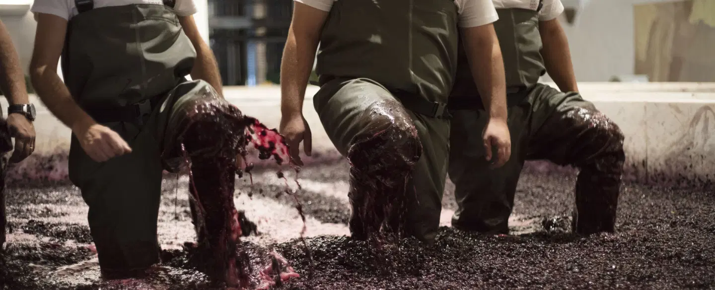 Wine Harvest Tour in Douro Valley: Pick grapes, stomp barefoot in stone lagar, lunch & river cruise.