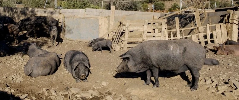 Algarve Culinary Tour near Faro with black pork tasting, and flor de sal harvest in Castro Marim.