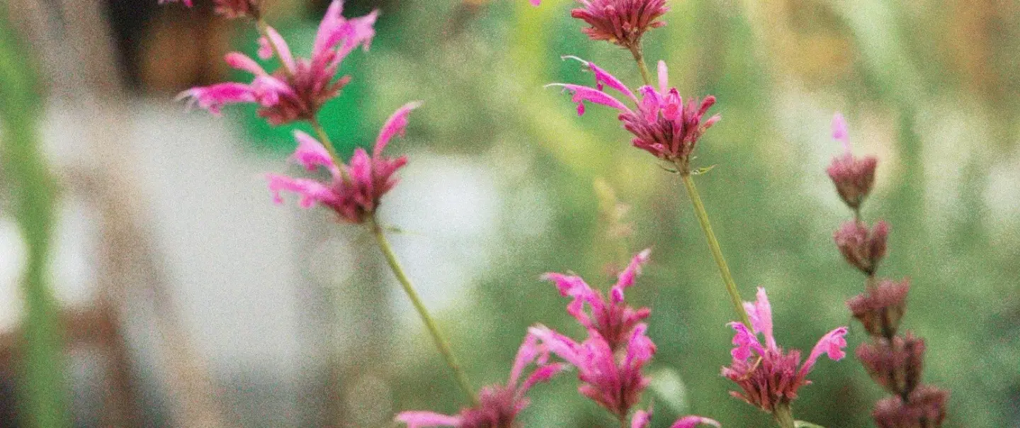 Urban Garden Workshop in Mexico City: native plants, ancestral flora, rewilding, botanical printing.