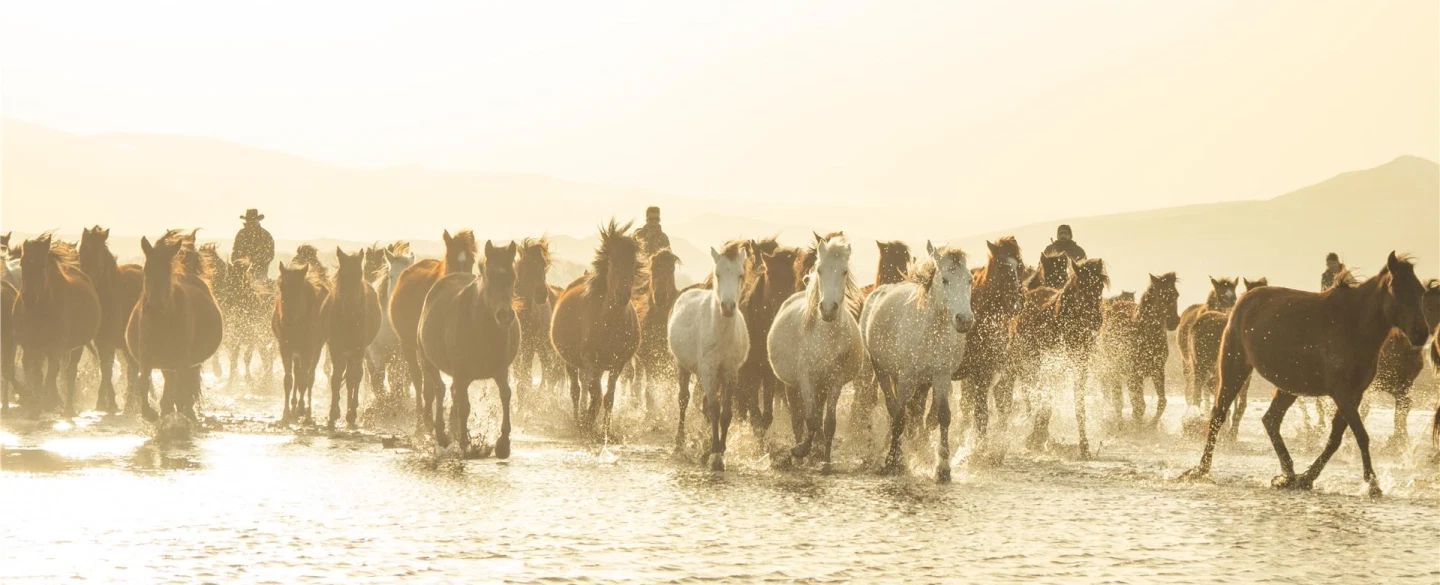 Photo Workshop near Cappadocia capturing horses at sunset with Yilki horses photography expert.