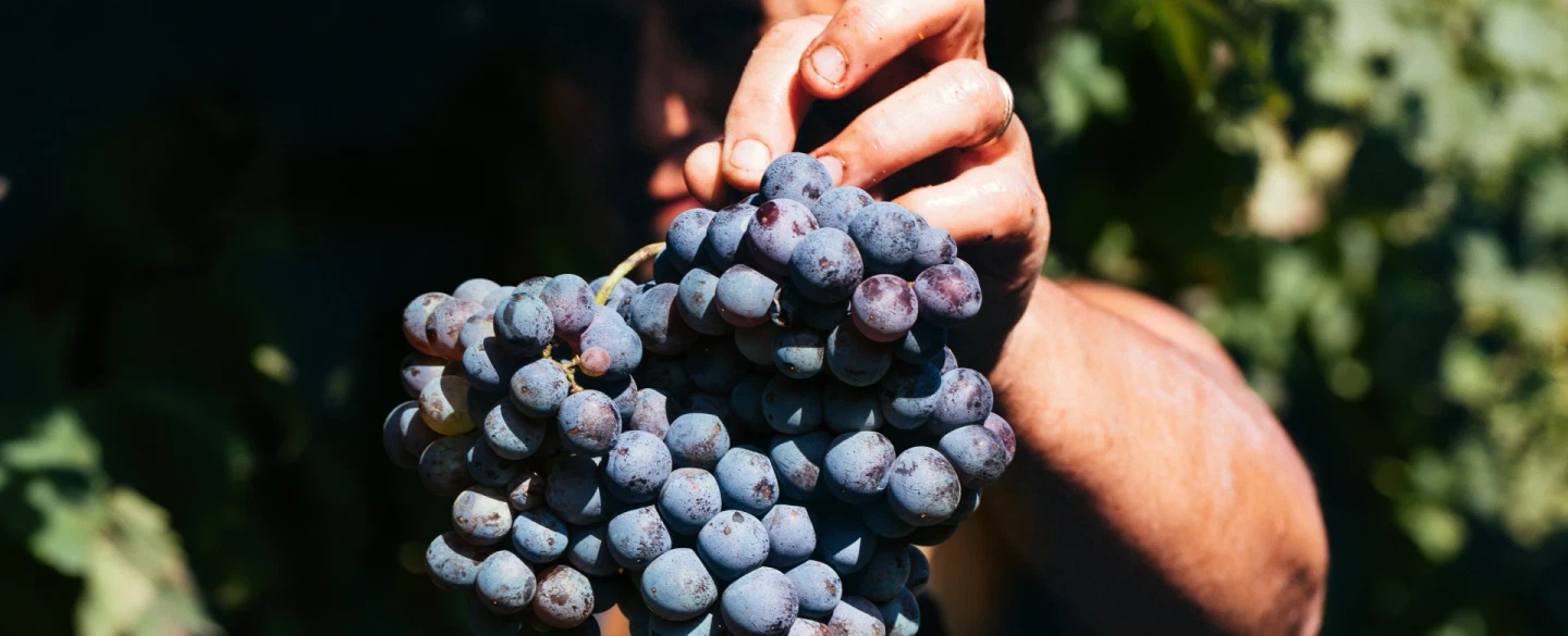 Film Experience on Mount Etna, Sicily, near Taormina: wineries, pastries, professionally shot film.