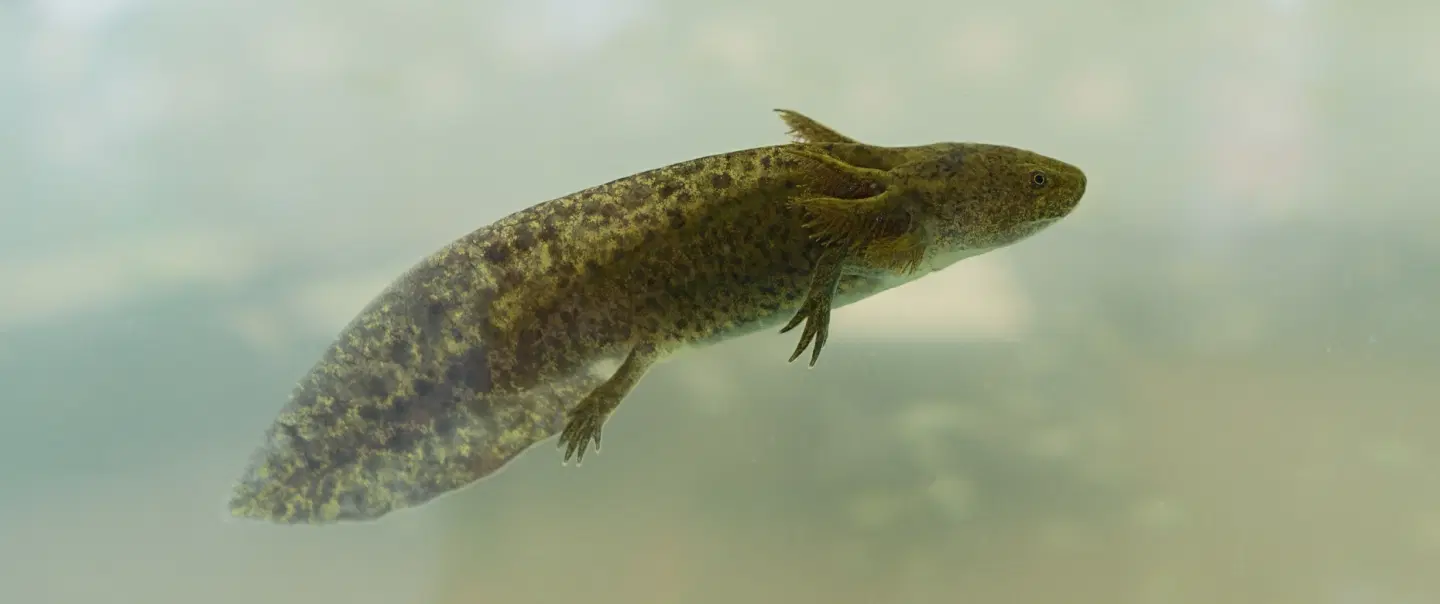 Xochimilco Cultural Tour: Canoe at dawn, meet an axolotl, ancestral chinampa farming, organic lunch.