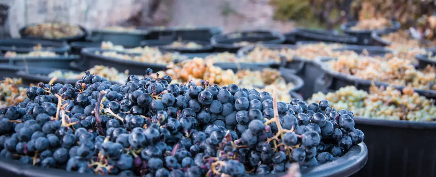 Wine Harvest Tour in Douro Valley: Pick grapes, stomp barefoot in stone lagar, lunch & river cruise.