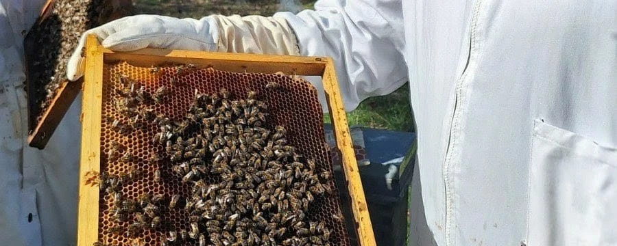 Douro Valley Tour with beekeeper featuring honey tasting, vineyard lunch, viewpoint and solar boat.