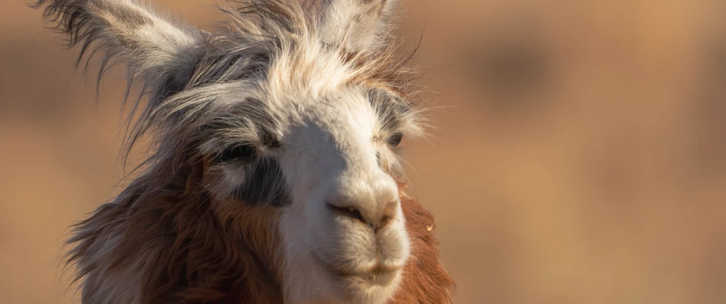 Salar de Atacama & Toconao Tour from San Pedro: Chaxa flamingos, high-altitude wine and llama walk.