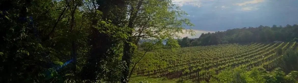 Day Trip to Trieste’s Karst region: taste local wines/cheeses and visit a lavender farm in Slovenia.